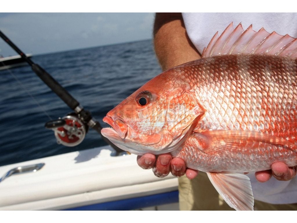 Florida Non Resident Saltwater Fishing Licenses
