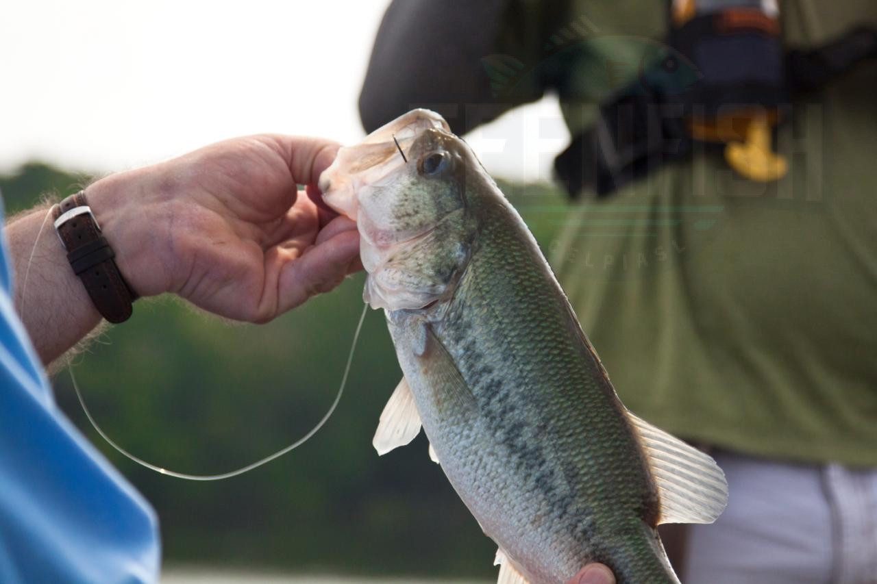 Kentucky Fishing License