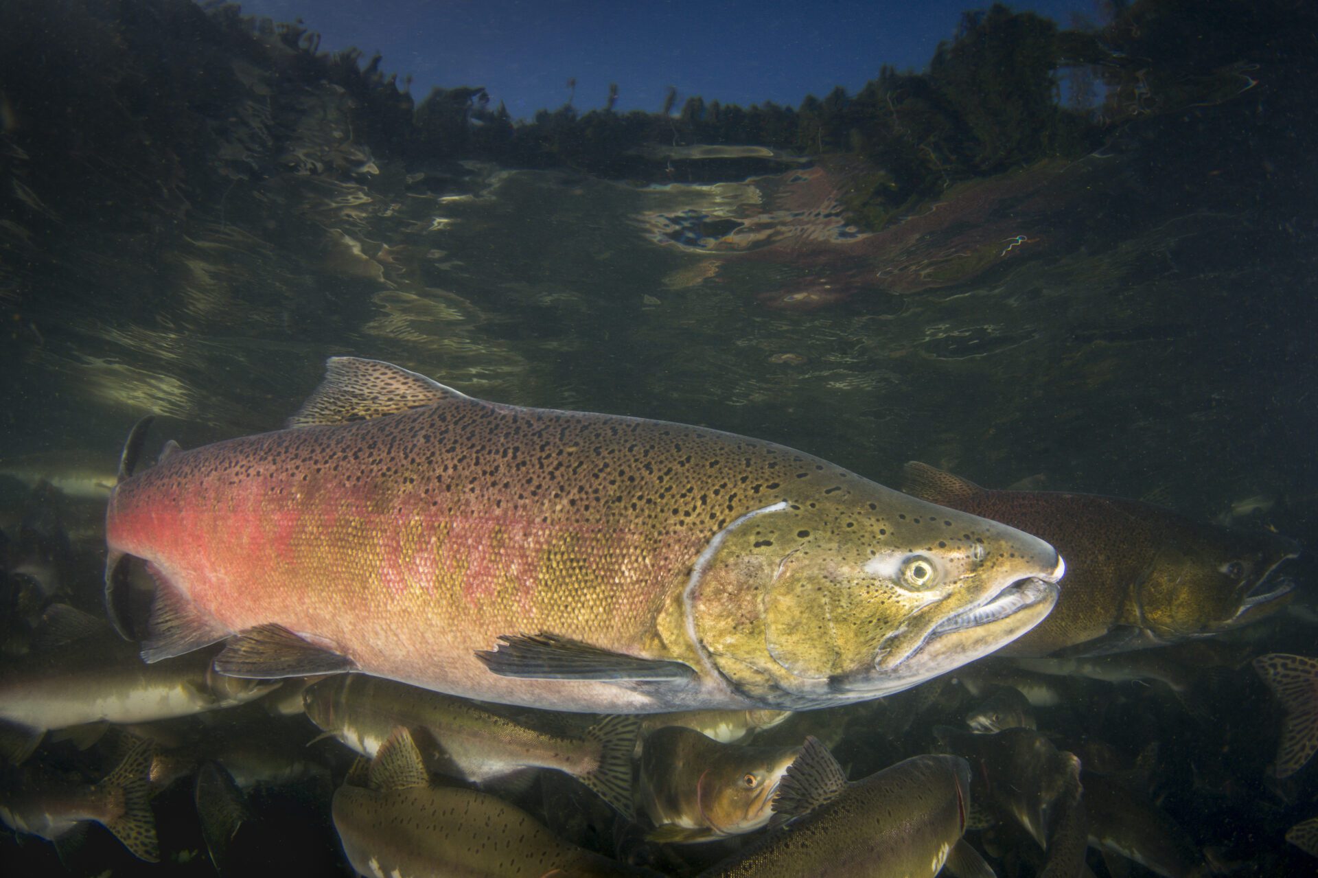 Chinook Salmon male spawning colours