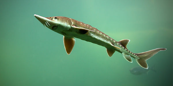 Lake Sturgeon