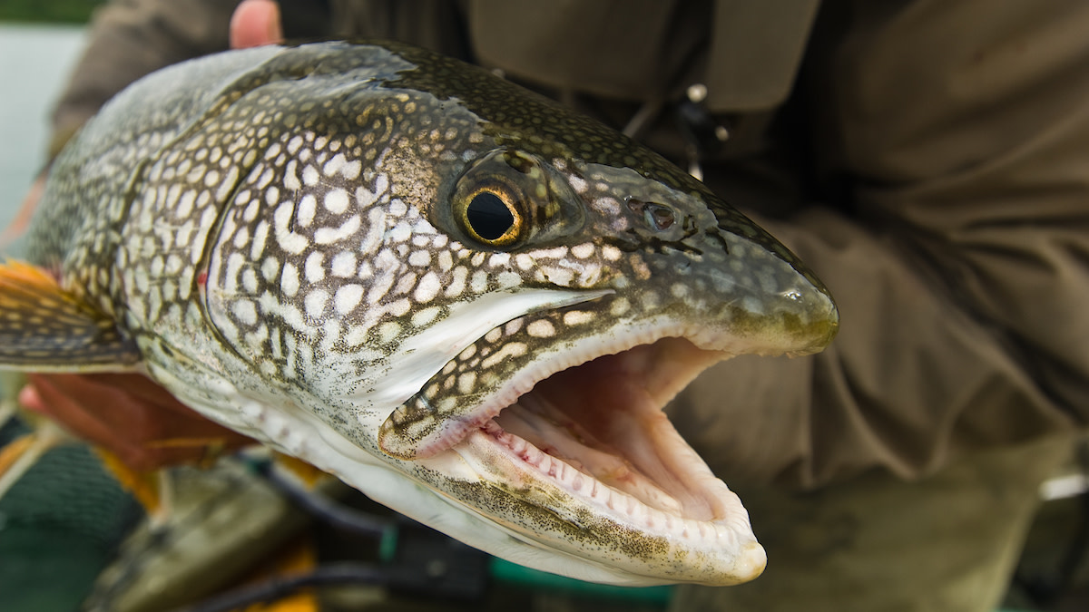 Lake Trout