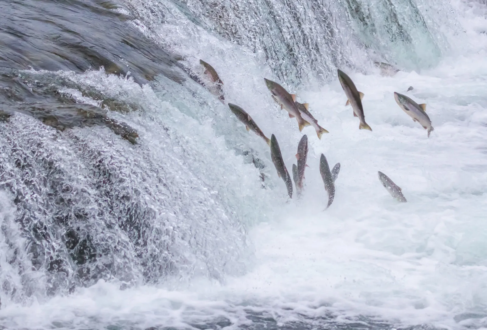 Salmon Migration Patterns