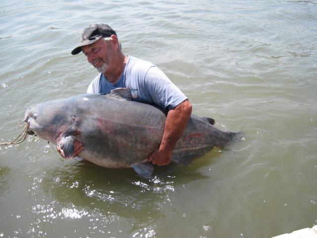 A large blue catfish caught on cut bait