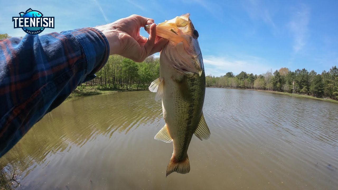 Arkansas Bass Fishing