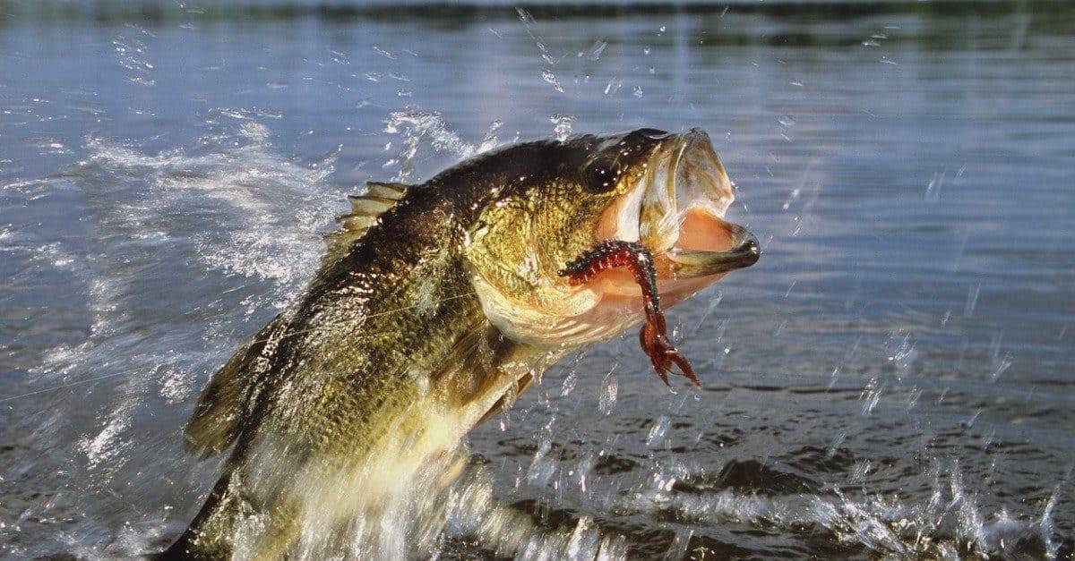 Big largemouth caught on a jig in fall