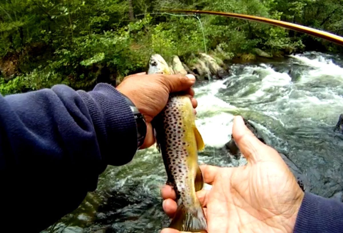 Brown trout caught on the Lower Mountain Fork River