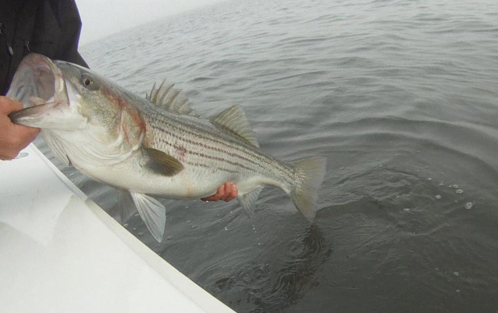 Striped bass caught on a topwater lure