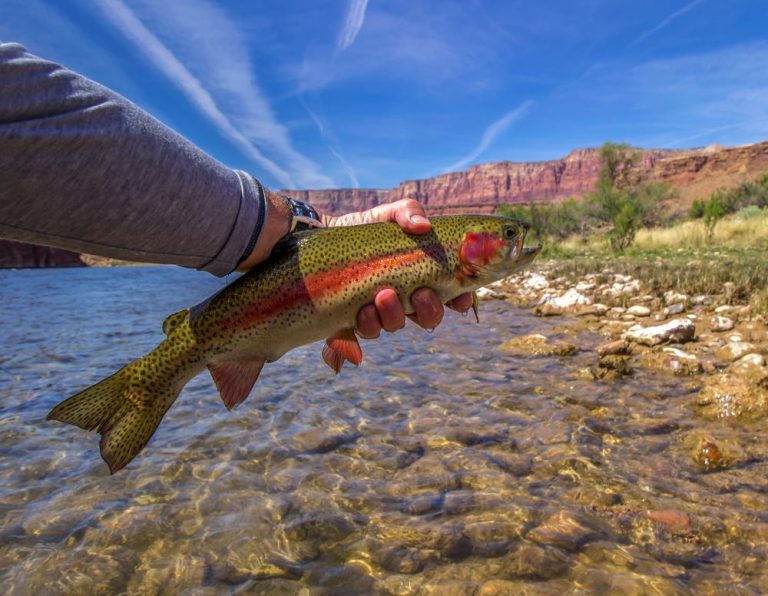 Arizona fishing