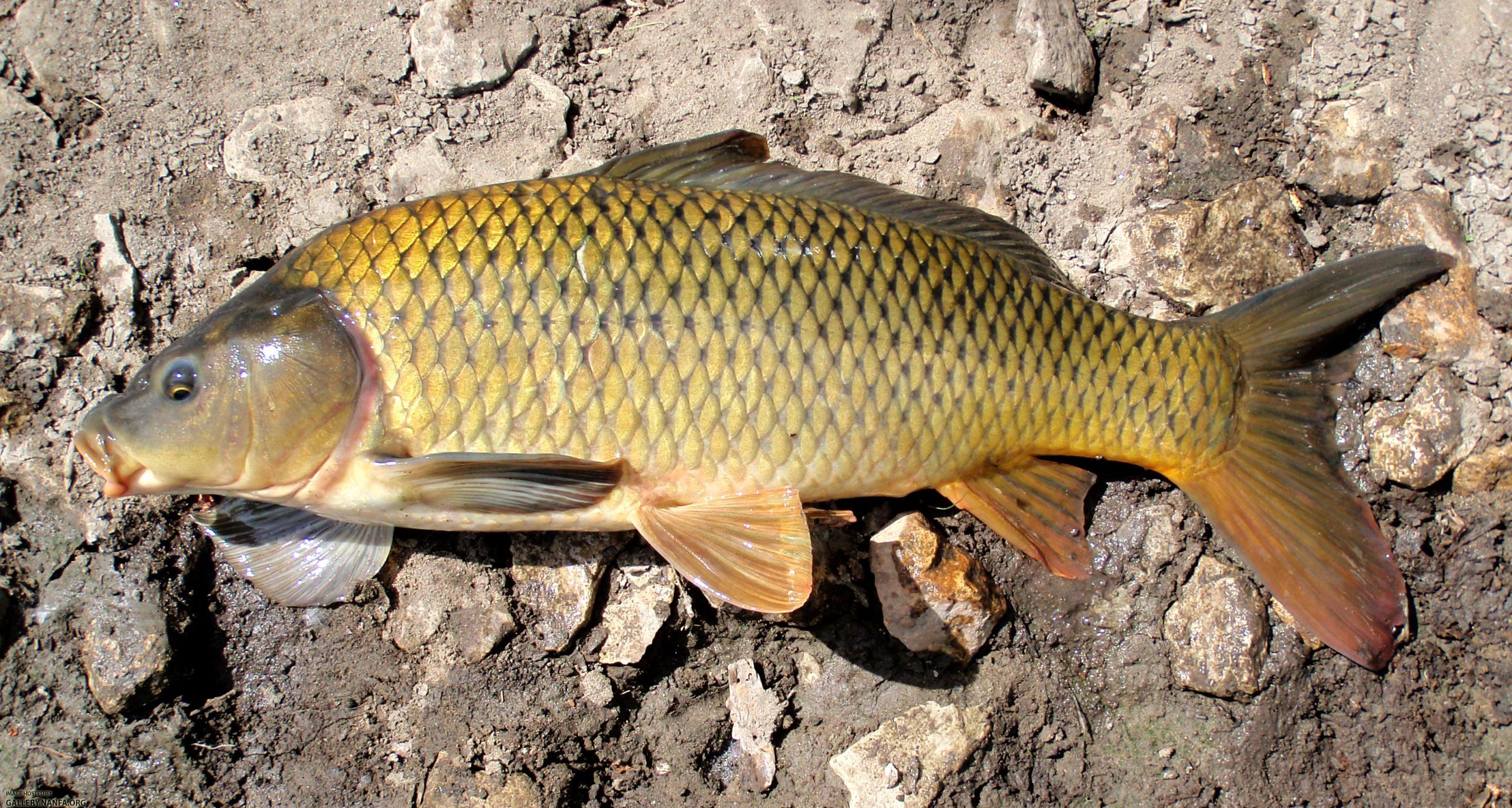 Common Carp