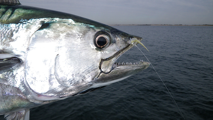 CA Fishing License Reprint Guide