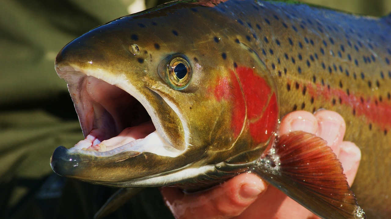 California Fishing Permit Refunds