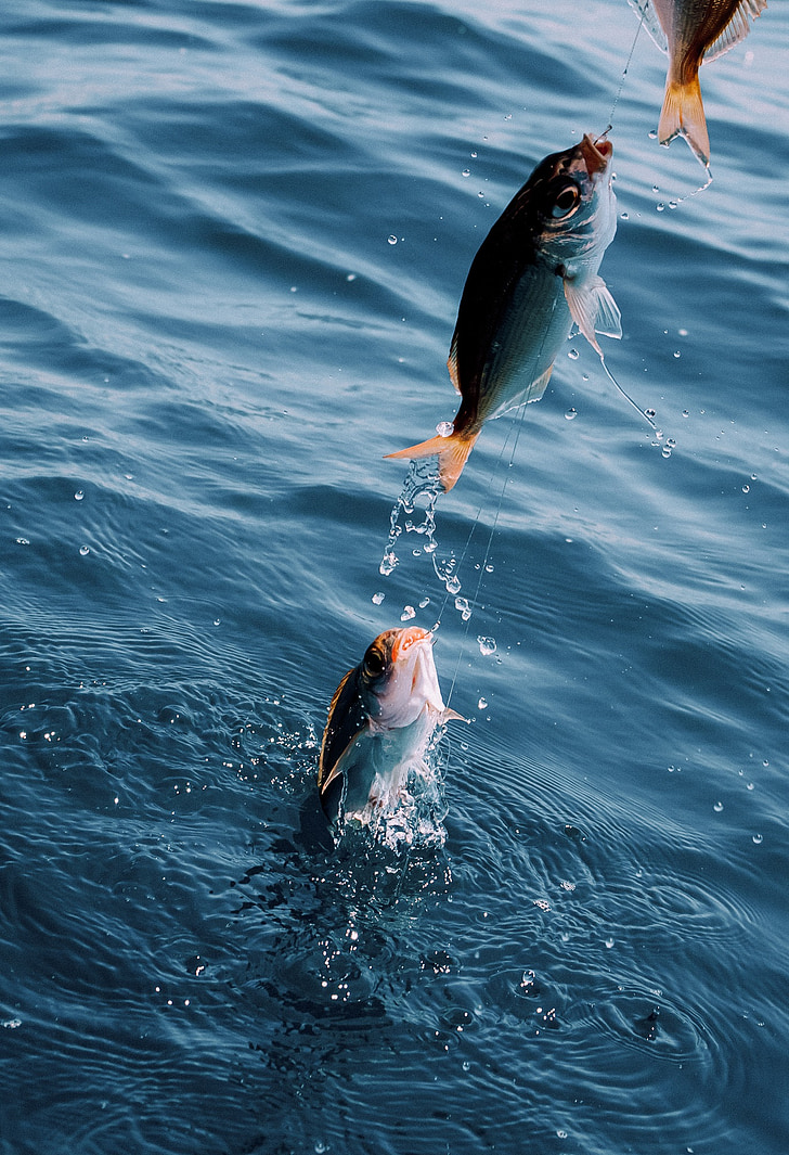 Fishing License in Florida