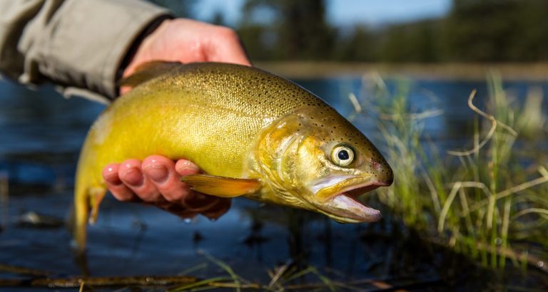 Fishing License in New Mexico