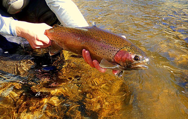 Fishing License in Wyoming