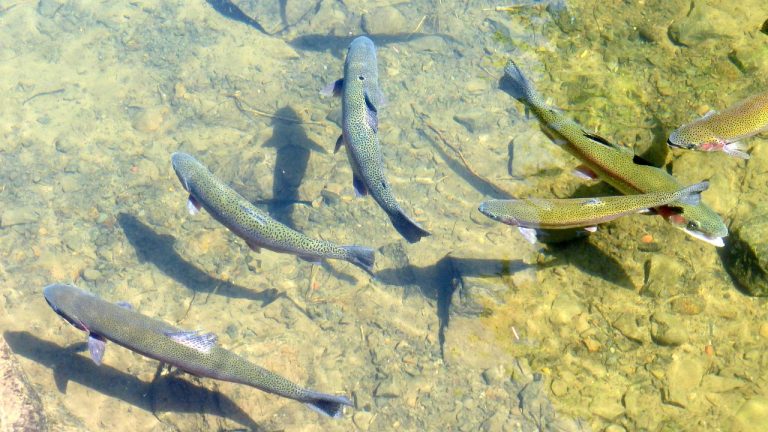 Florida Fishing License Transfers