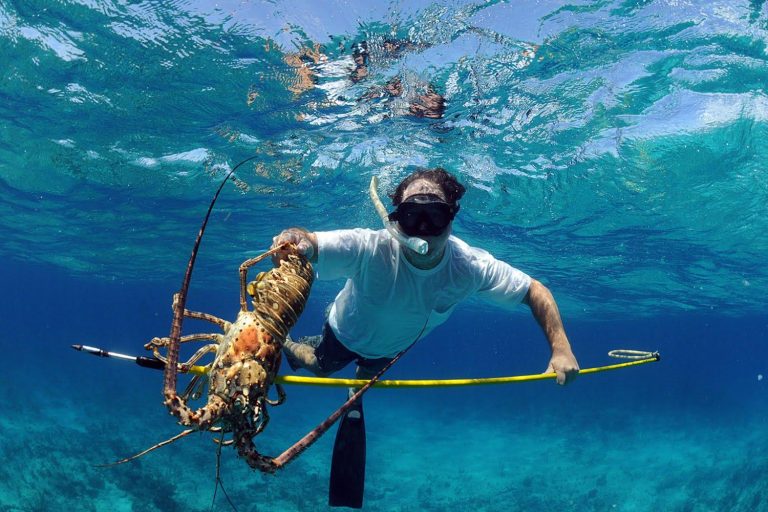 Florida Lobster Mini Season