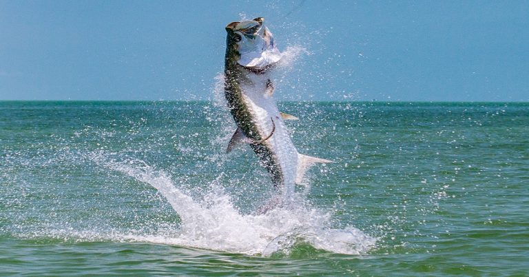 Florida Tarpon Tag Program