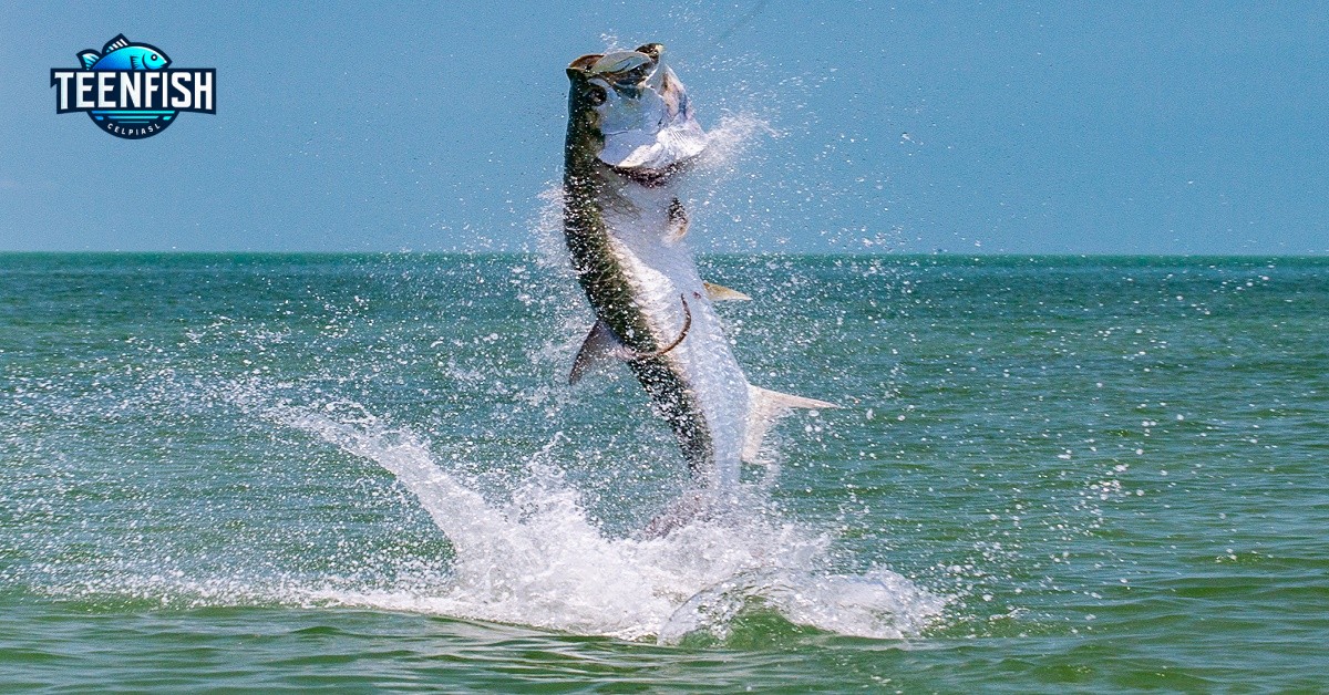 Florida Tarpon Tag Program