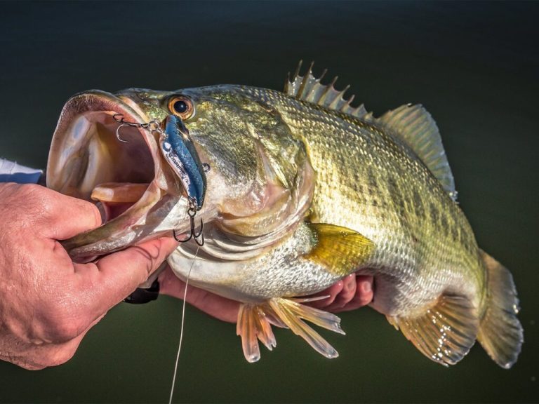 Largemouth Bass