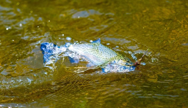 Last Minute Florida Fishing Trips