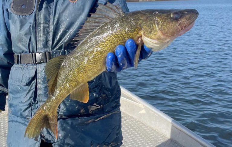 Michigan's Walleye Hotspots