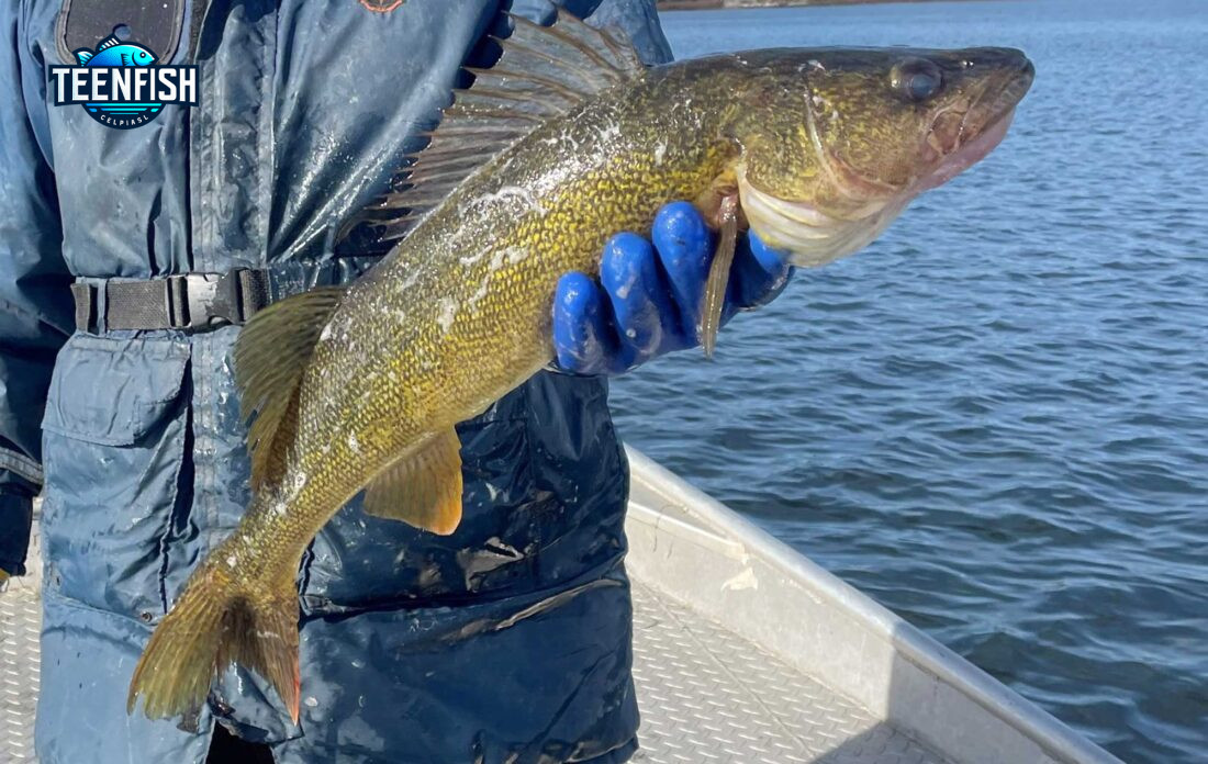 Michigan's Walleye Hotspots