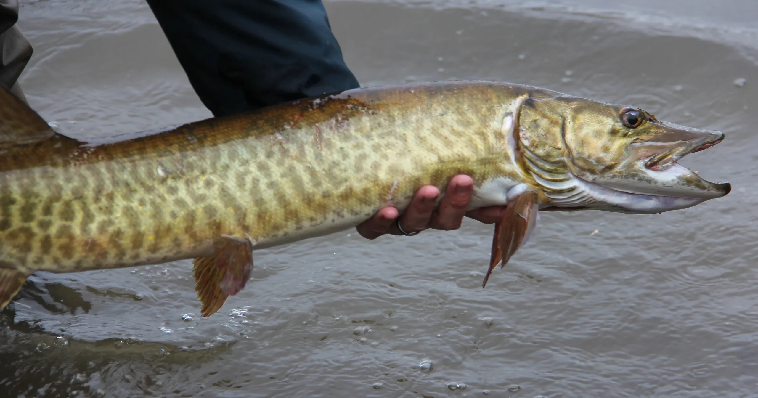 Muskellunge