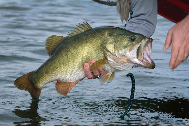 South Carolina Fishing