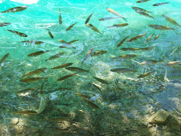 Texas Fishing License