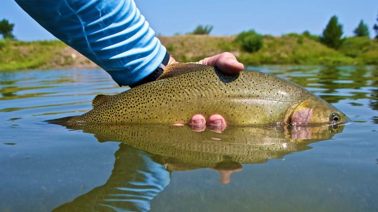 Wyoming Fishing