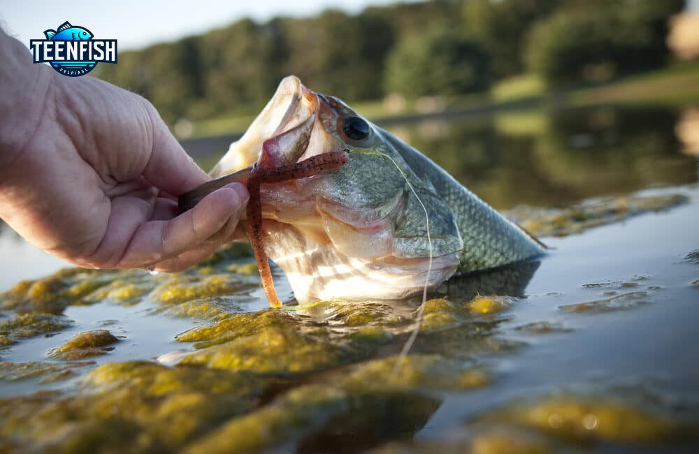 Fishing in Texas Requirements