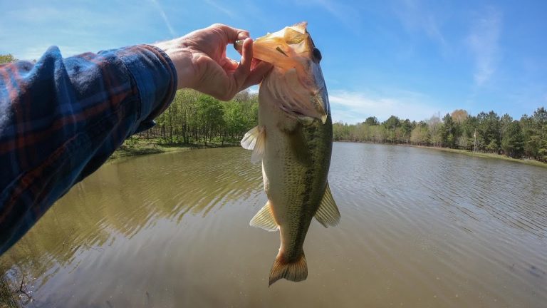 Arkansas Bass Fishing