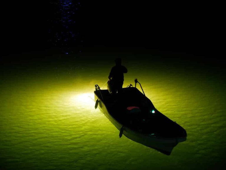 Crappie caught at night under lights