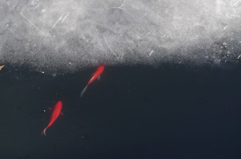 Manitoba Fishing Season
