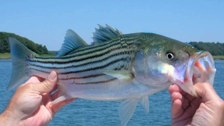 Striped Bass Fishing Maryland