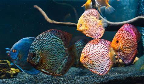 Top Freshwater Fish Species