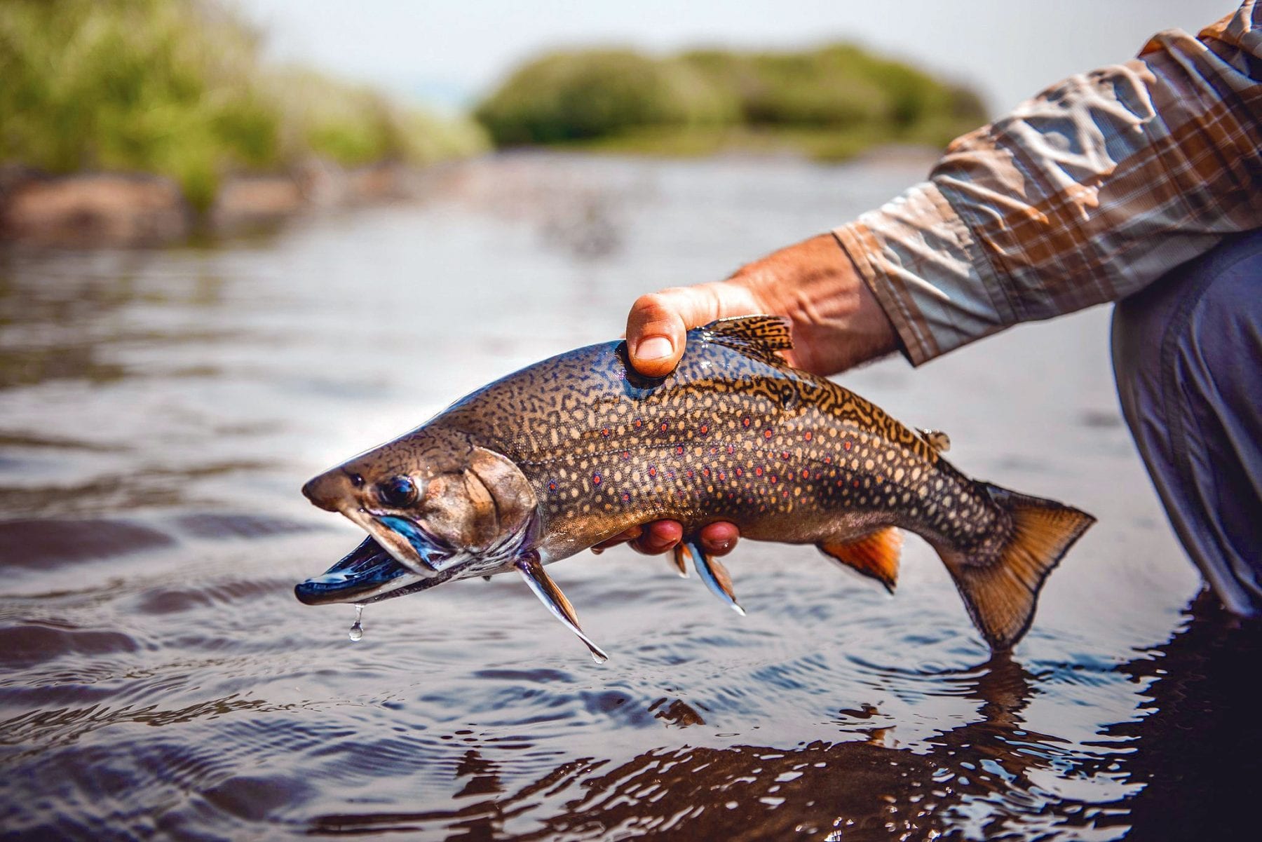 Trout caught at an urban pond