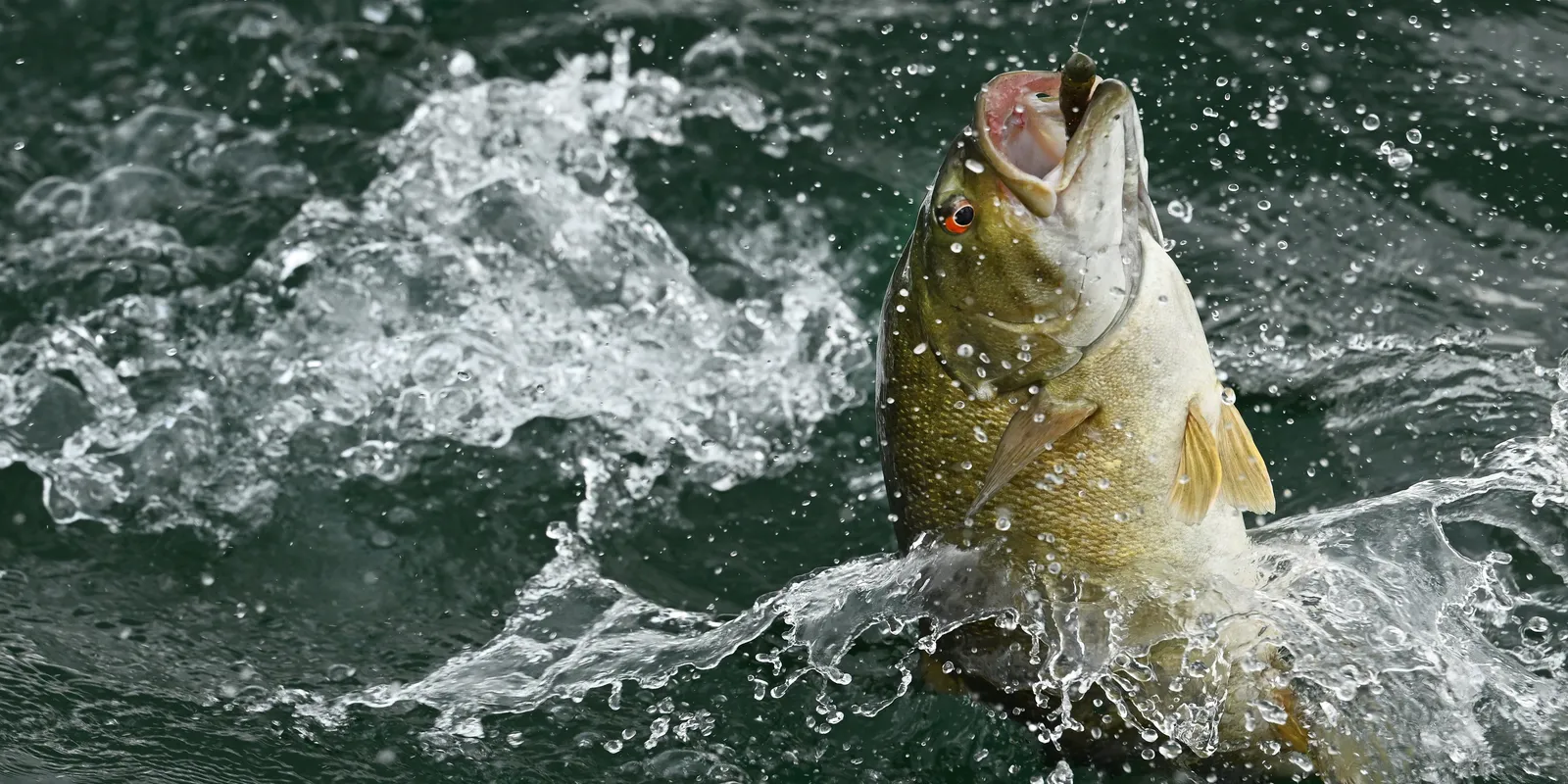 Bass Fishing Hotspot